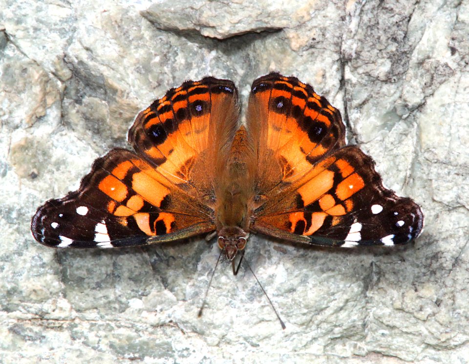 LADY, AMERICAN (Vanessa virginiensis) (9-10-12) california gulch, scc, az -01