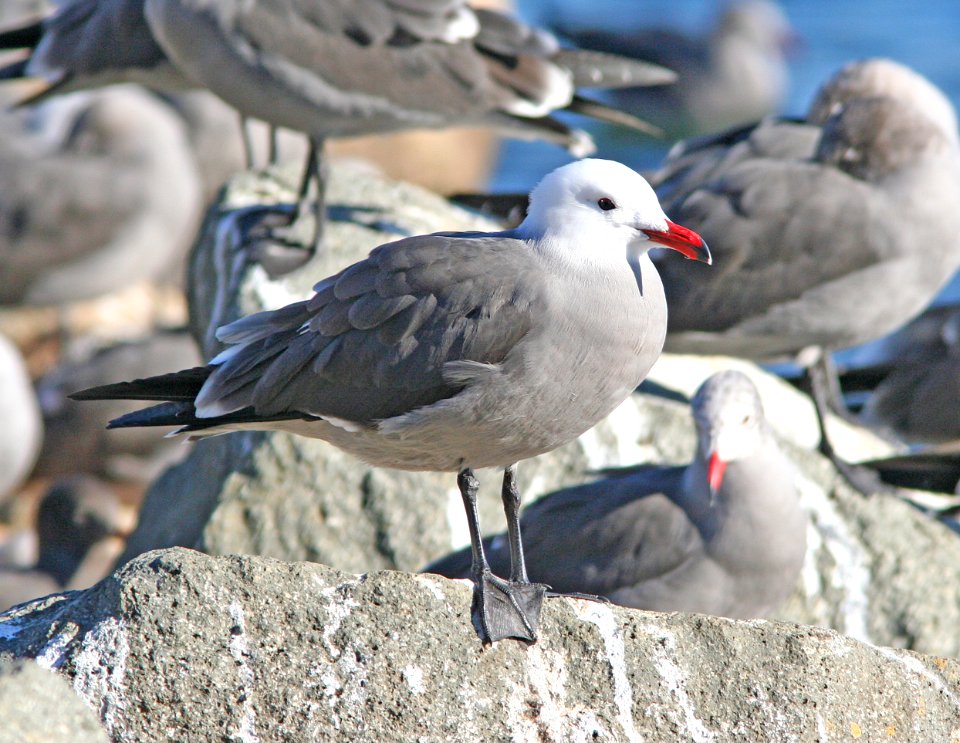 358 - HEERMANN'S GULL (12-25-07) adult, morro rock, slo co, ca (1)