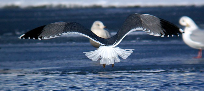 365 - YELLOW-LEGGED GULL (2-7-07) quidi vidi lake, st john's, newfoundland (5)