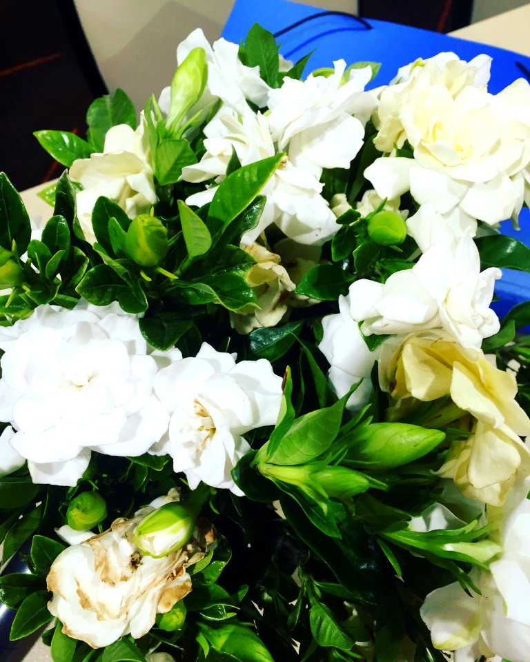 Gardenia, Cut, Flowers, Scent, Heavenly