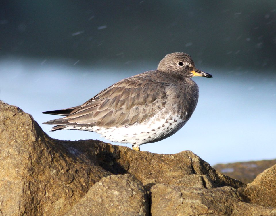 307 - SURFBIRD (11-5-09) northpoint, morro bay, slo co, ca  (5)