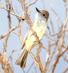 FLYCATCHER, DUSKY-CAPPED (7-30-12) upper humboldt cyn, patagonia mts, scc, az -01