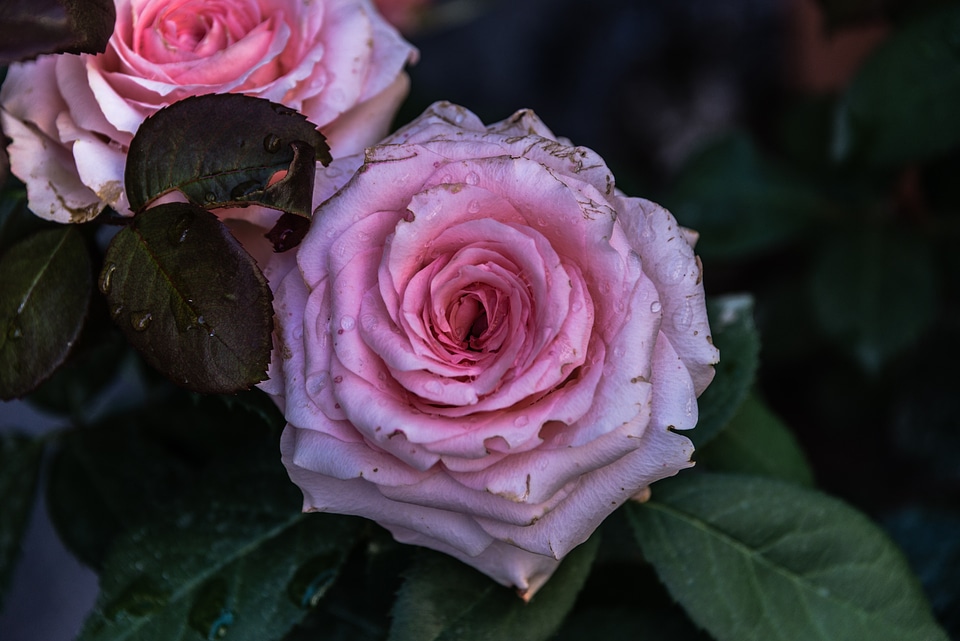 Nature petals rosa
