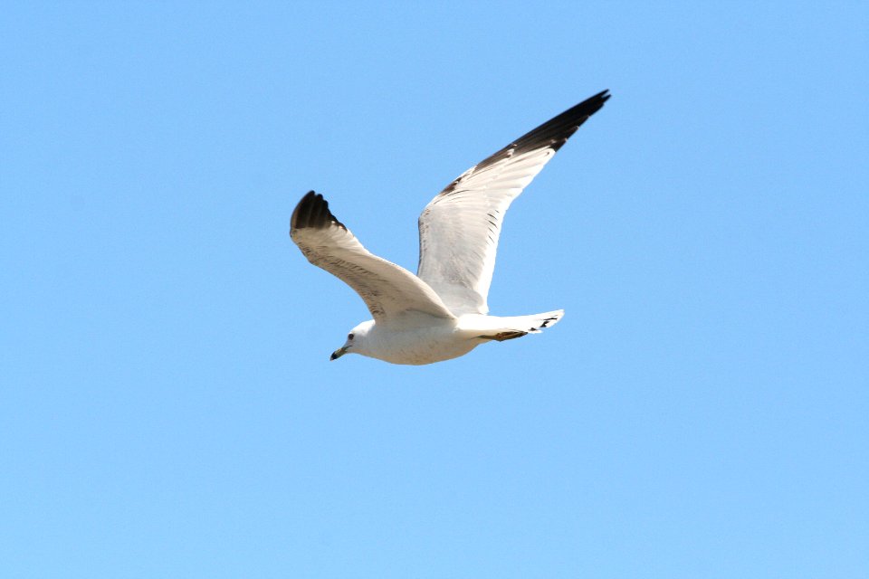 360 - RING-BILLED GULL (3-26-09) adult, ca