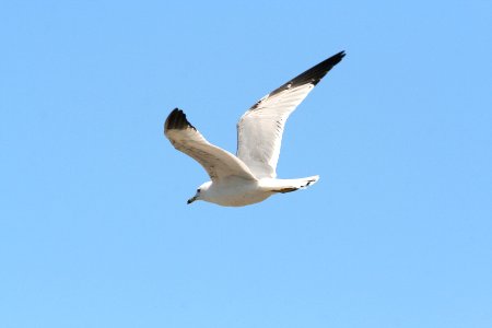 360 - RING-BILLED GULL (3-26-09) adult, ca