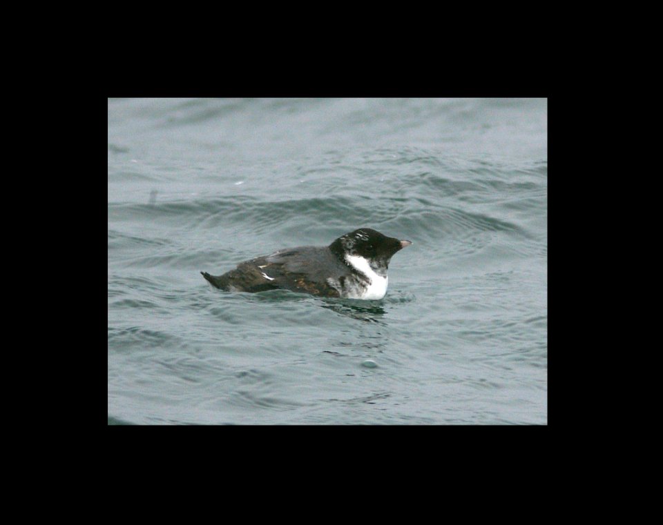 412 - ANCIENT MURRELET (8-30-08) gambell, ak  (1)
