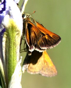 SKIPPER, TAWNY-EDGED (Polites themistocles) (6-14-13) 8500 ft, alpine divide c g, 4 m south of alpine, apache co, az -10