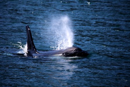 Orca photo