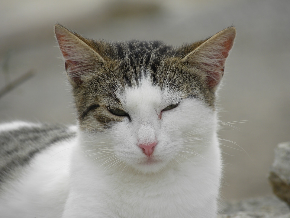 Feline angry gray angry