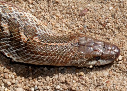SNAKE, GLOSSY (Arizona elegans) (9-15-12) lochiel, scc, az -02