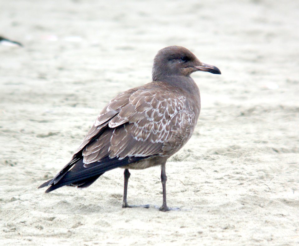 358 - HEERMANN'S GULL (7-29-07) juv, morro bay, slo co, ca