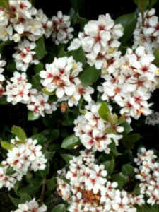 Hawthorn Hedge, Bloom, Spring, Bee, Flowers