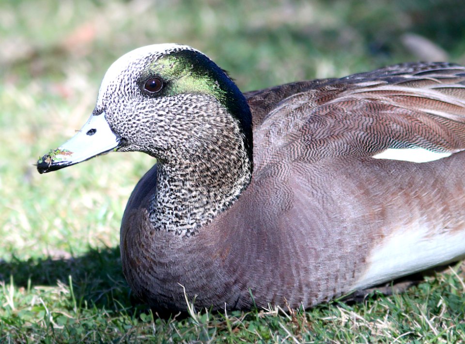027 - AMERICAN WIGEON (1-30-13) encanto park, phoenix, maricopa co, az  (2)