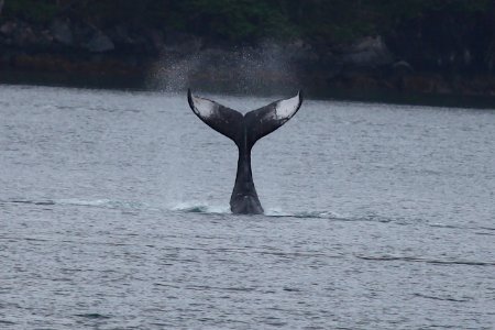 Humpback Whale photo