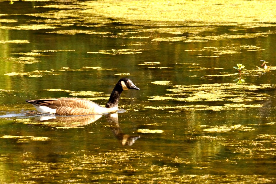 Canada Goose (Branta canadensis)