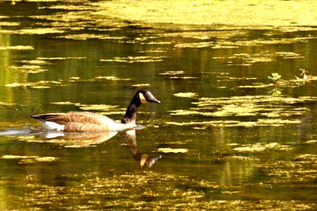 Canada Goose (Branta canadensis) photo