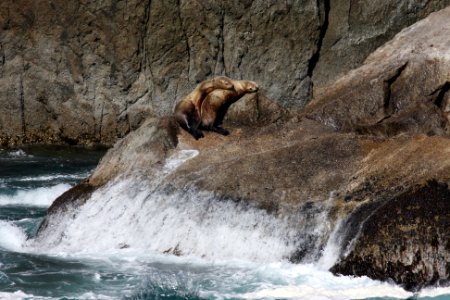 Steller sea lion photo