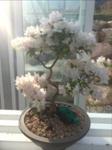 South Korea Bonsai 5