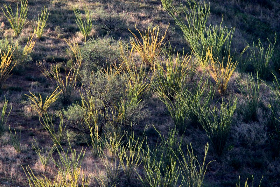 VIEW FROM THE HOUSE - 0172b (9-27-11) ocotillos starting fall color