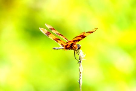 Halloween Pennant (Celithemis eponina)