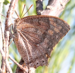 LEAFWING, TROPICAL (Anaea aidea) (8-9-12) 78 circulo montana, patagonia lake ranch estates, scc, az -04