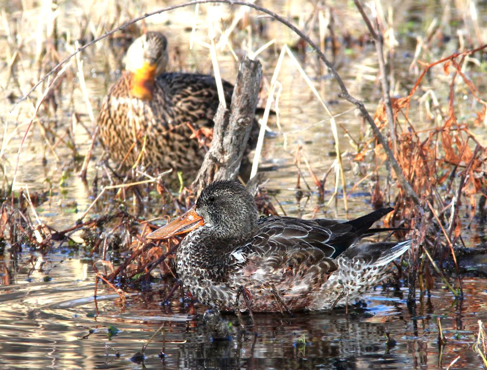034 - NORTHERN SHOVELER (1-7-11) patagonia lake, scc, az