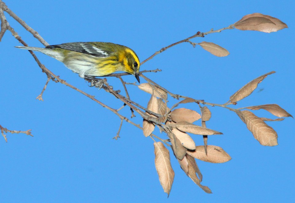 WARBLER, TOWNSEND'S (9-25-11) pena blanca lake, scc, az - 09