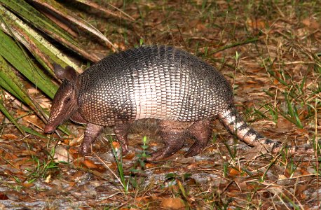 ARMADILLO (2-23-13) osceola co, fl -01
