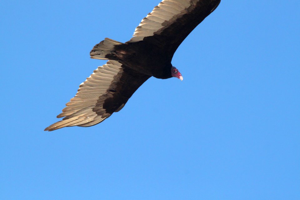 203 - TURKEY VULTURE  (5-22-11) 78 circulo montana, patagonia lake ranch estates, scc, az  (5)