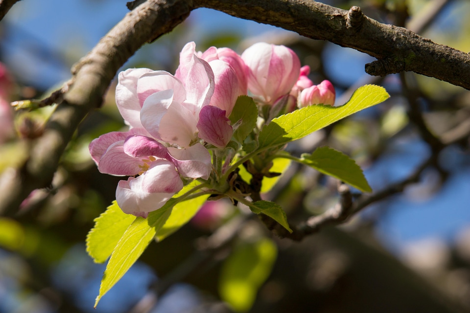 Pink spring blossom photo