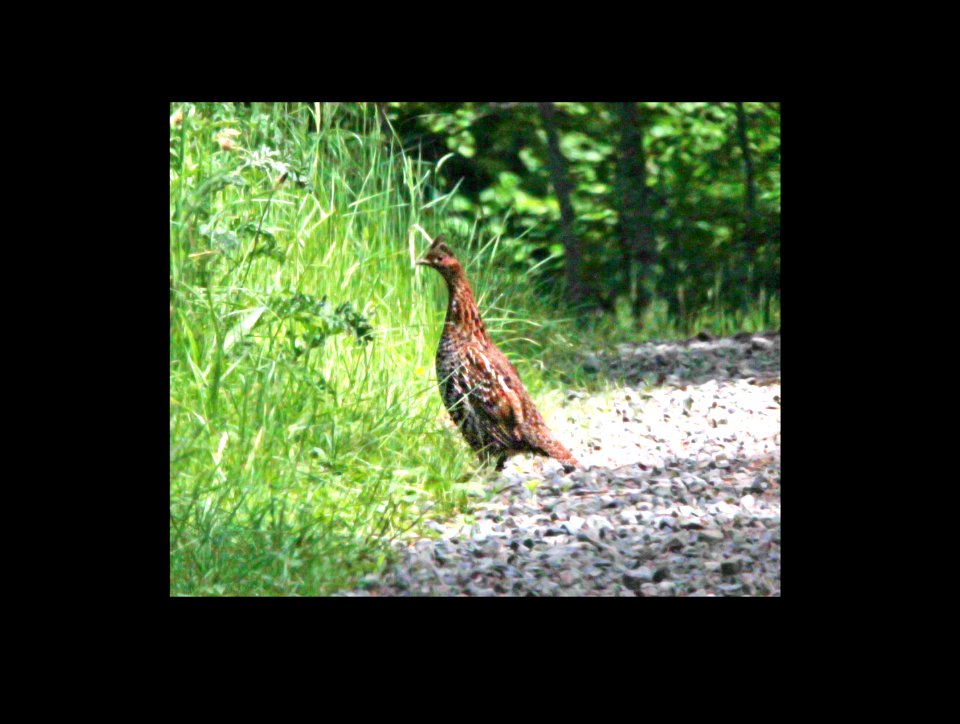 077 - RUFFED GROUSE (6-21-11) lane co, or
