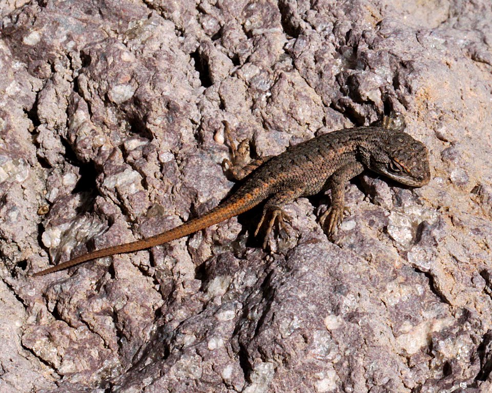 LIZARD, SAGEBRUSH (Sceloporus graciosus) (10-10-11) los alamos, nm, -01