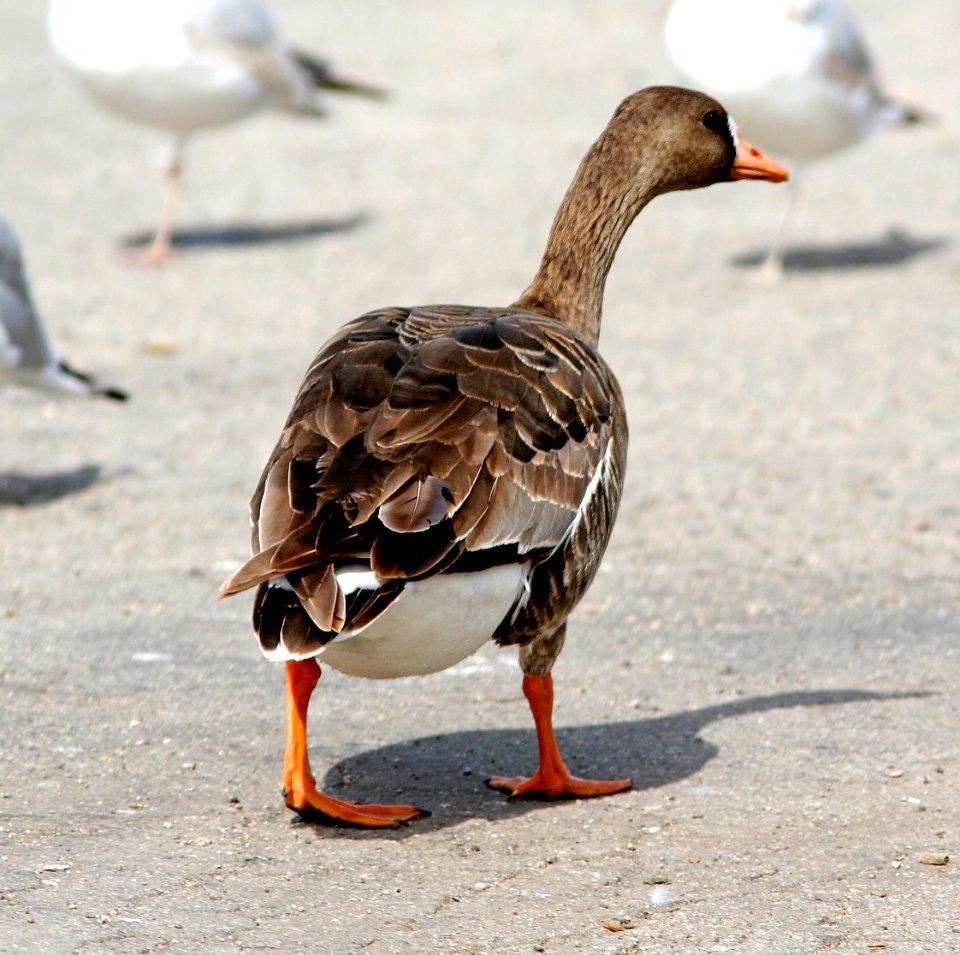008 - GREATER WHITE-FRONTED GOOSE (3-4-07) sloco, ca