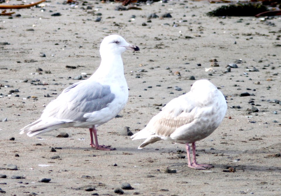 371 - GLAUCOUS GULL (3-21-10) third winter,  hybrid, elephant seal vista, slo co, ca