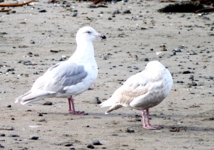 371 - GLAUCOUS GULL (3-21-10) third winter,  hybrid, elephant seal vista, slo co, ca