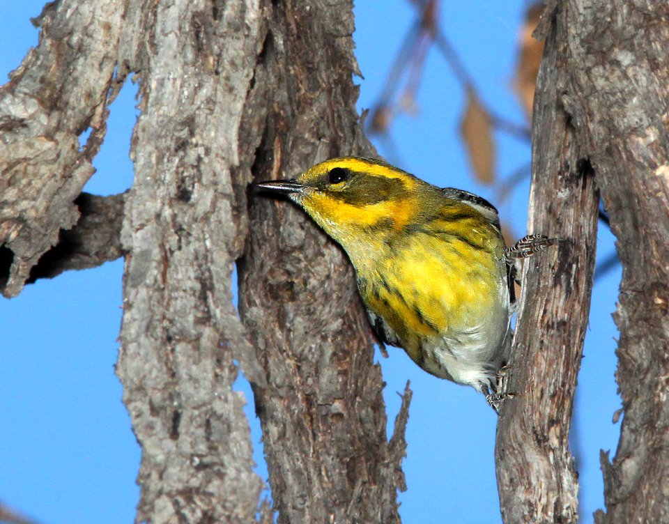 WARBLER, TOWNSEND'S (9-25-11) pena blanca lake, scc, az - 04