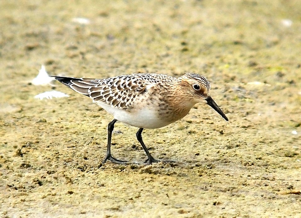 319 - BAIRD'S SANDPIPER (8-27-05) slo co, ca (1)