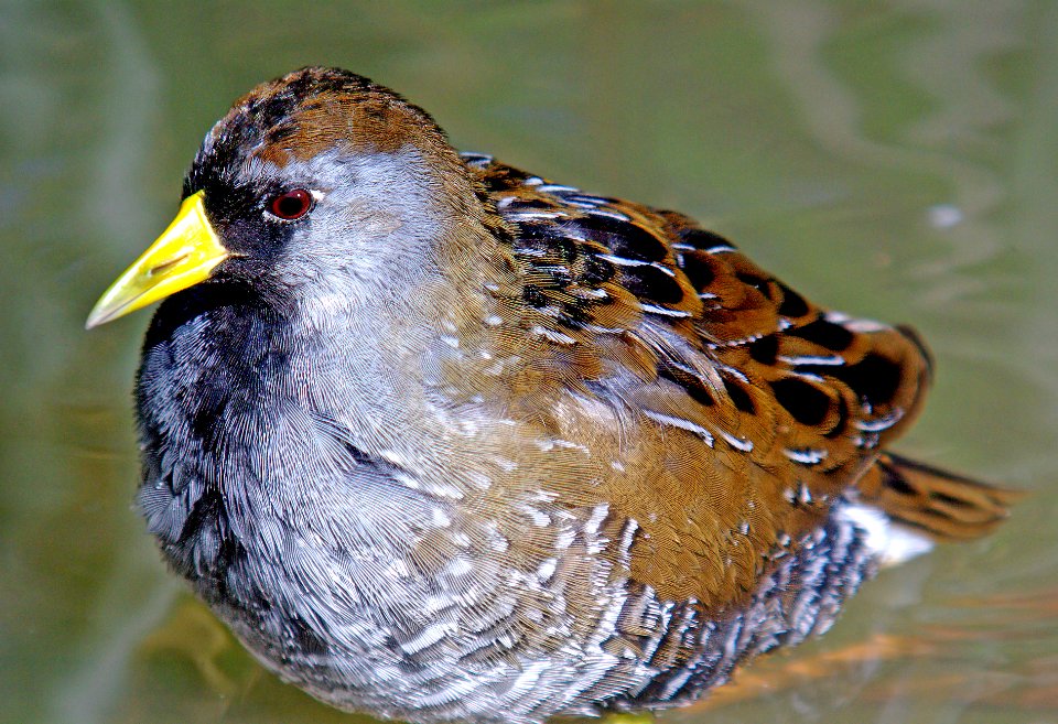 240 - SORA (3-2-07) cloisters, slo co, ca (2)