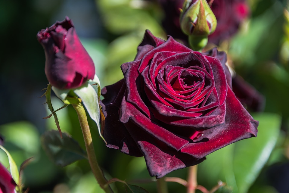 Nature petals rosa