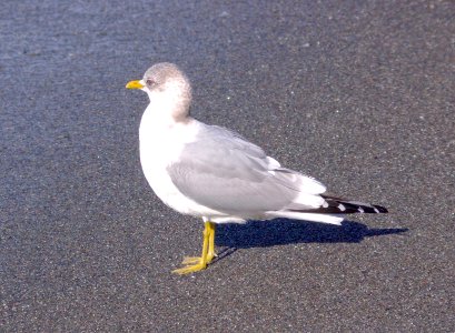 359 - MEW GULL (2-9-09) adult, n of pedras blancas, slo co, ca (2)