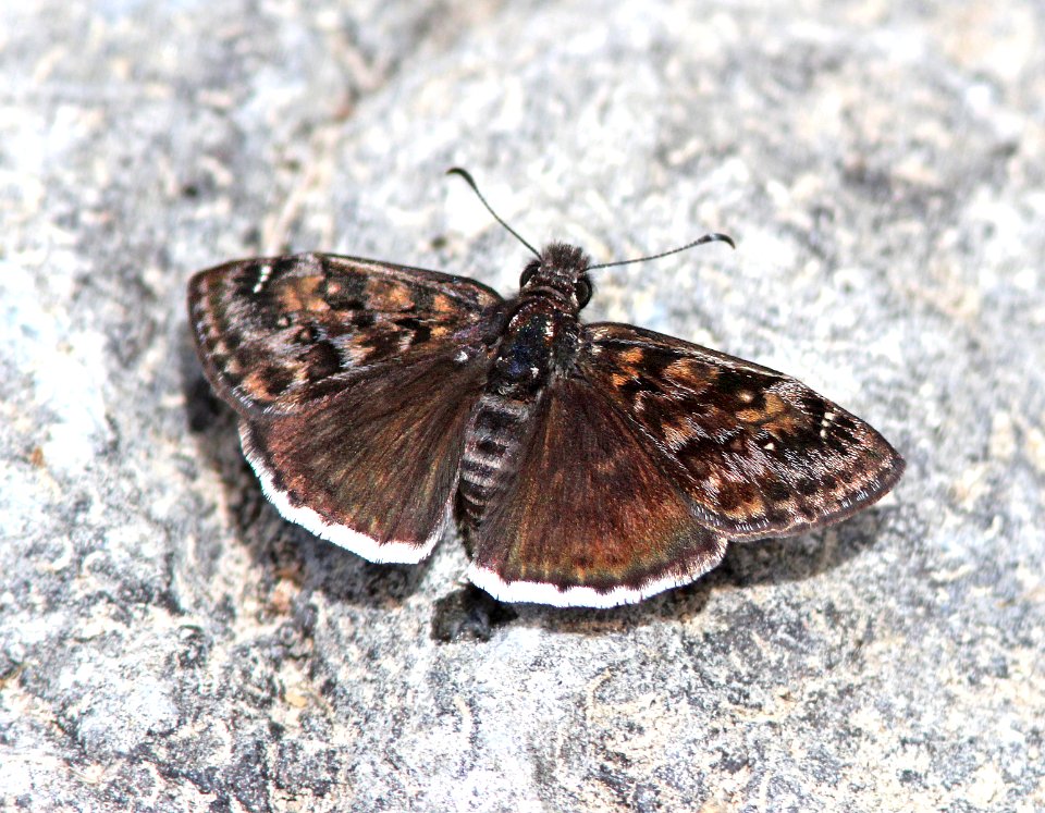 DUSKYWING, PACUVIUS (Erynnis pacuvius) (5-11-13) temporal gulch, santa rita mts, scc, az -01