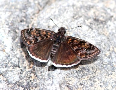 DUSKYWING, PACUVIUS (Erynnis pacuvius) (5-11-13) temporal gulch, santa rita mts, scc, az -01