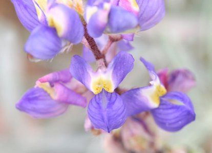 LUPINE (4-1-13) patagonia, az -01