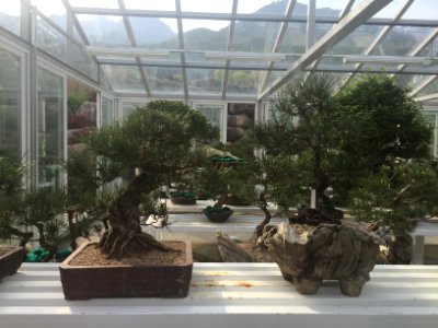 South Korea Bonsai