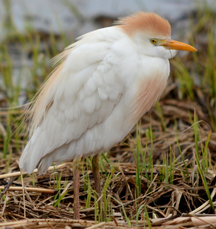cattle egret