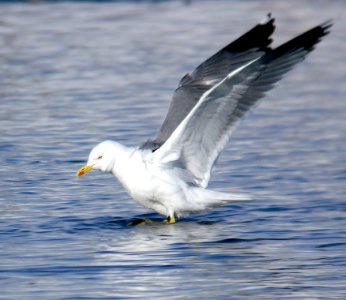 365 - YELLOW-LEGGED GULL (2-7-07) quidi vidi lake, st john's, newfoundland (3)