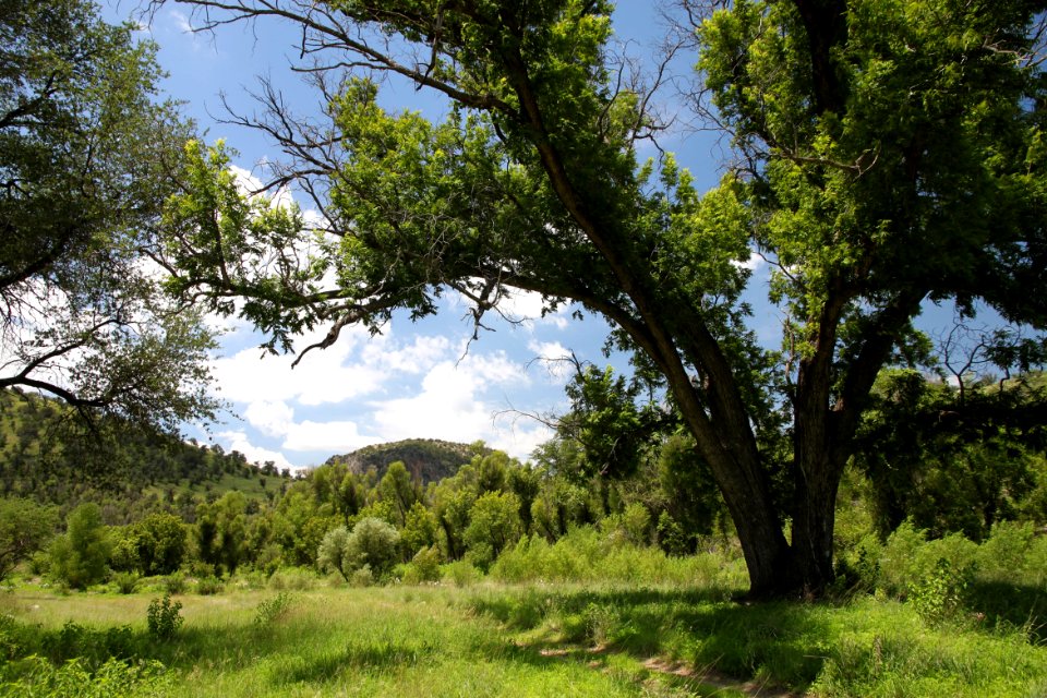 SYCAMORE CANYON, scc, az - 005 (7-24-12)  upper trail area