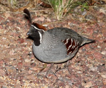 070 - GAMBEL'S QUAIL (4-9-13) 78 circulo montana, patagonia lake ranch estates, scc, az -01