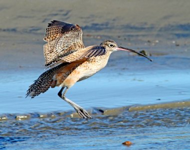300 - LONG-BILLED CURLEW (3-22-10) morro bay, slo co, ca (9)