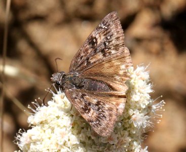 DUSKYWING, PROPERTIUS (Erynnis propertius) (6-24-12) carrizo plain nat mon, slo, ca -01